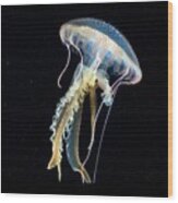 Mauve Stinger Jellyfish #1 Wood Print