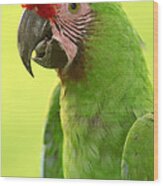 Military Macaw Portrait Amazonian #1 Wood Print