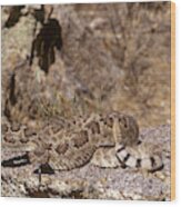 Mojave Rattlesnake #1 Wood Print