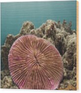 Mushroom Coral Fiji #1 Wood Print