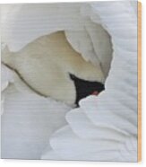 Mute Swan #1 Wood Print