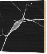 Neuron Growing In Culture #1 Wood Print
