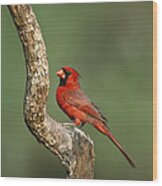 Northern Cardinal Male Texas Wood Print