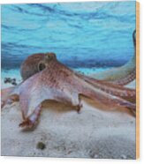 Octopus #1 Wood Print