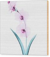 Orchid Flowers #1 Wood Print