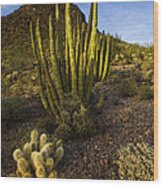 Organ Pipe Cactus  #3 Wood Print