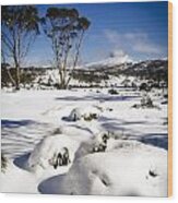 Overland Track #1 Wood Print