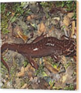 Pacific Giant Salamander Wood Print