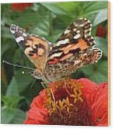 Painted Lady Butterfly Wood Print