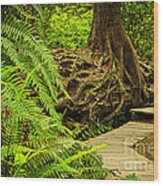 Path In Temperate Rainforest 6 Wood Print