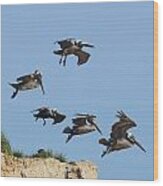 Pelicans In Flight 8 #1 Wood Print