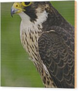 Peregrine Falcon Portrait Ecuador #1 Wood Print