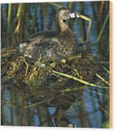 Pied-billed Grebe Nesting Texas #1 Wood Print