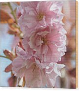 Pink Cherry Blossoms #1 Wood Print