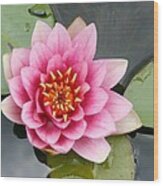 Pink Waterlily #3 Wood Print