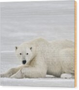 Polar Bear On Pack Ice Churchill #1 Wood Print