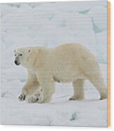 Polar Bear Sow With Young Cub High #1 Wood Print