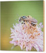 Pollinator #2 Wood Print
