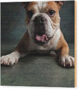 Portrait Of An English Bulldog #1 Wood Print