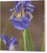 Purple Bearded Iris #1 Wood Print