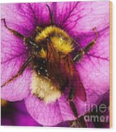Purple Petunias With A Bumblebee #1 Wood Print