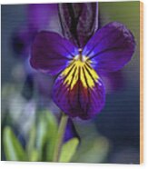 Purple Viola #1 Wood Print