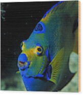 Queen Angelfish #1 Wood Print