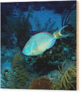 Queen Parrotfish #1 Wood Print