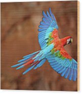 Red And Green Macaw Flying #1 Wood Print