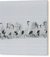 Red-crowned Cranes #1 Wood Print