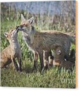 Red Fox Family #1 Wood Print