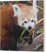 Red Panda  Ailurus Fulgens In Captivity #1 Wood Print