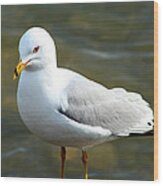 Ring Billed Gull #1 Wood Print