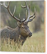 Rocky Mountain Bull Elk #2 Wood Print