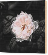 Rose 1 #1 Wood Print