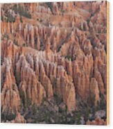 Sandstone Hoodoos In Bryce Canyon Wood Print