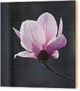 Saucer Magnolia #1 Wood Print