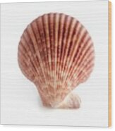 Scallop Shell #1 by Science Photo Library