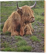 Scottish Highland Cattle #1 Wood Print