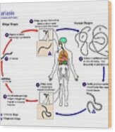 Serous Cavity Filariasis Life Cycle #1 Wood Print