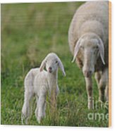 Sheep With Lamb #1 Wood Print