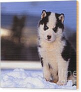 Siberian Husky Puppy #2 Wood Print