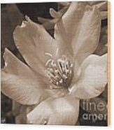 Single Portulaca #1 Wood Print