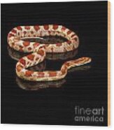 Snake #1 Wood Print