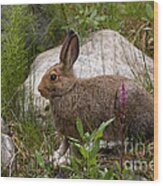 Snowshoe Hare #1 Wood Print