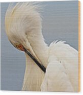 Snowy Egret #1 Wood Print