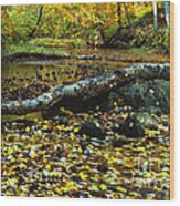 South Branch Quantico Creek #1 Wood Print