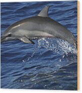 Spinner Dolphin Jumping Ogasawara Isl #1 Wood Print