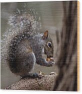 Squirrel Ii Wood Print
