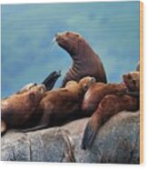Steller Sea Lions #1 Wood Print